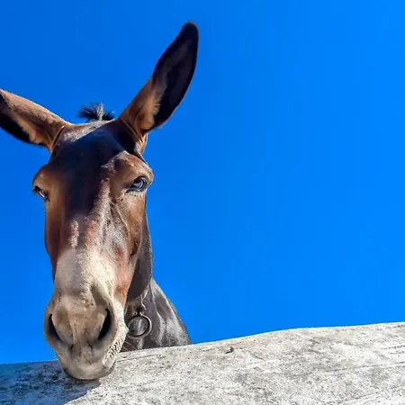 Διαμέρισμα Spiti Georgia In Village *
