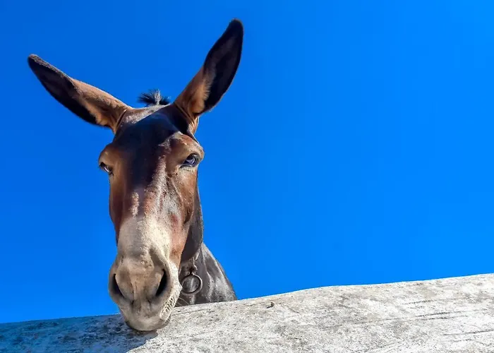 Apartment Spiti Georgia In Village *